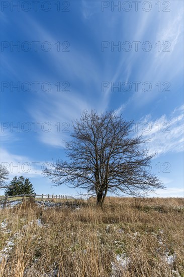 Tree in field