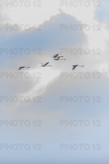 Birds flying against cloud