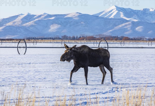 Moose walking on snow