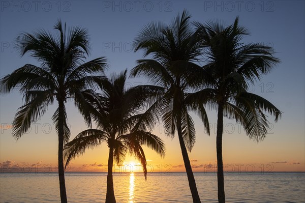 Silhouette of palm trees at sunset