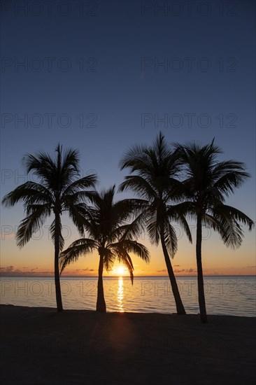Silhouette of palm trees at sunset