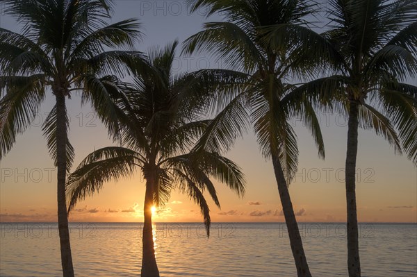 Silhouette of palm trees at sunset