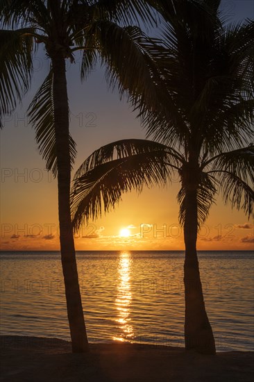 Silhouette of palm trees at sunset