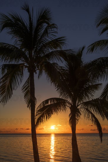 Silhouette of palm trees at sunset