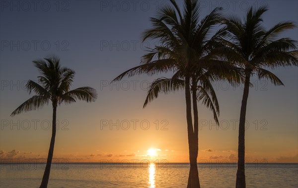 Silhouette of palm trees at sunset