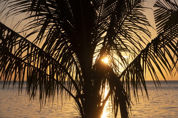 Silhouette of palm tree at sunset