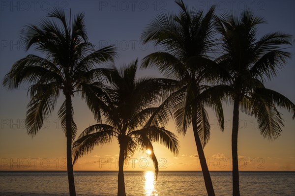 Silhouette of palm trees at sunset