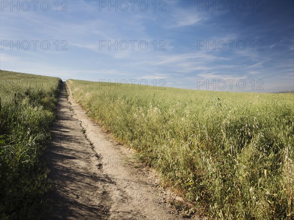 Dirt track between grass