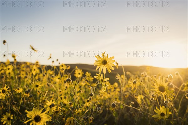 Meadow of yellow daisies