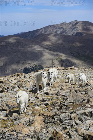 Mountain goats on Square Top Mountain in Colorado