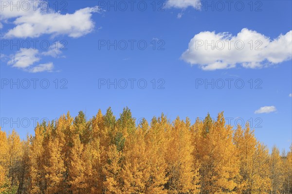 Aspen trees during autumn at Kenosha Pass, Colorado