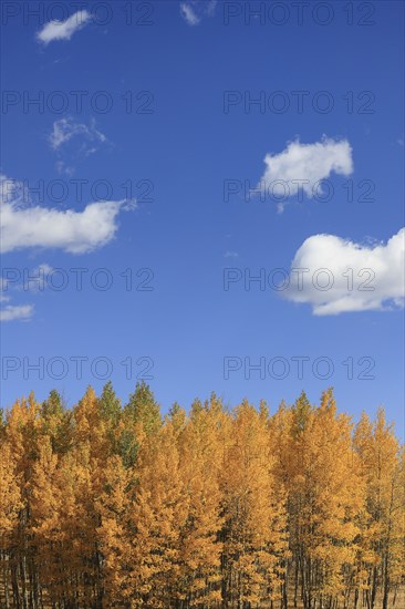 Aspen trees during autumn at Kenosha Pass, Colorado