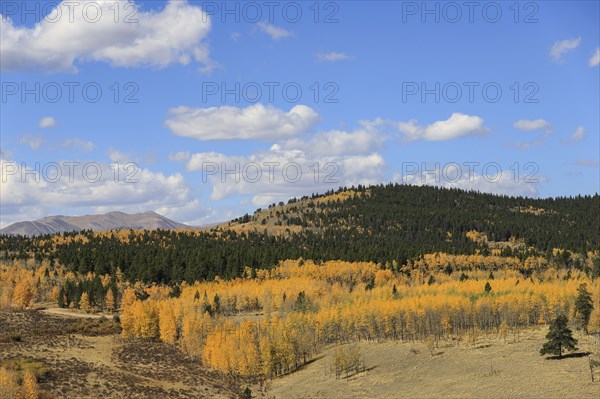 Forest during autumn at Kenosha Pass, Colorado