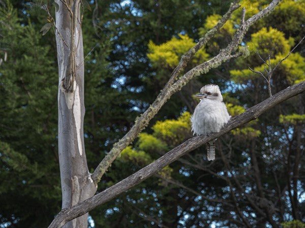 Kookaburra perching in tree