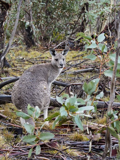 Eastern grey kangaroo in forest