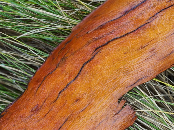 Tree bark on grass