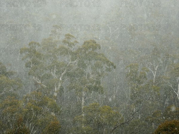 Gum trees in forest