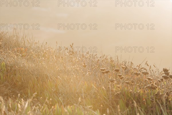 Grass on sand dune