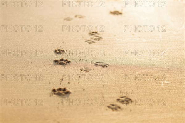Dog pawprints in sand
