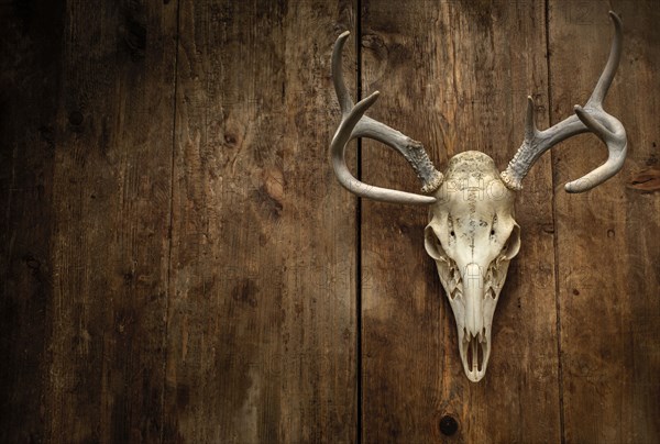 Deer skull with antlers