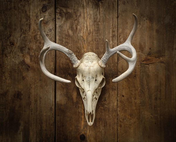 Deer skull with antlers