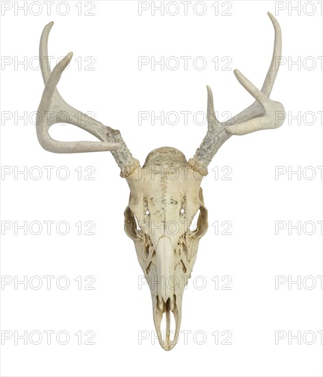 Deer skull with antlers