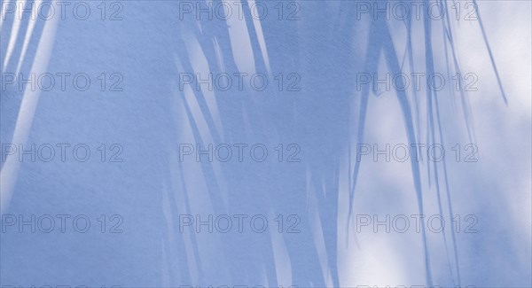 Shadow of palm fronds on white wall