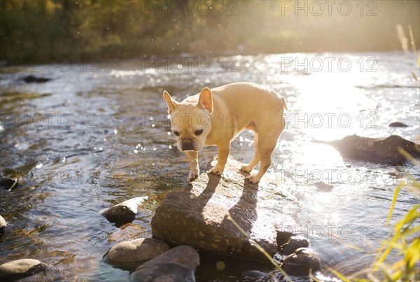 French bulldog on rock in river