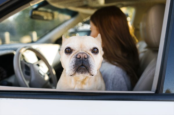 Pet French bulldog by woman in car window