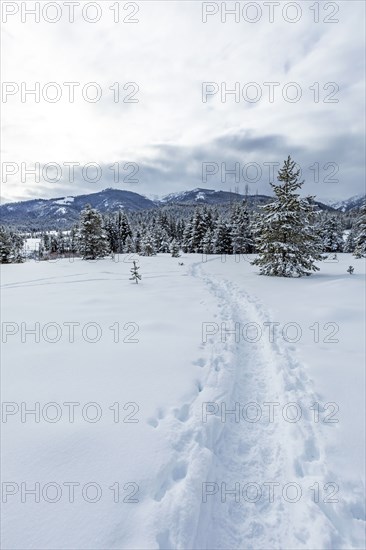 Tracks in snow