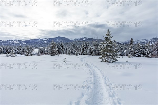 Tracks in snow