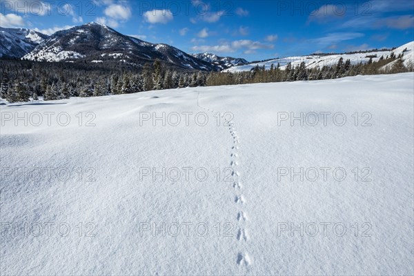 Tracks in snow