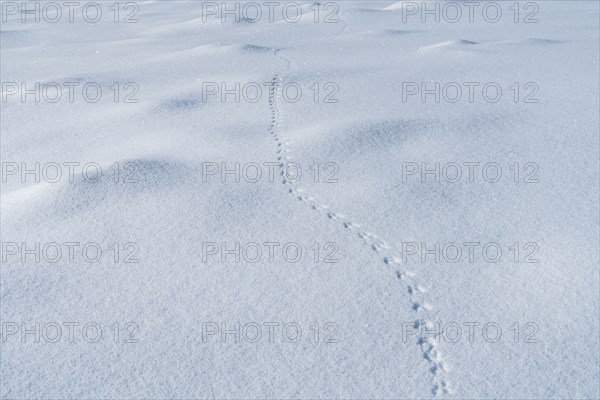 Tracks in snow