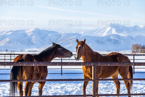 Brown horses in paddock during winter