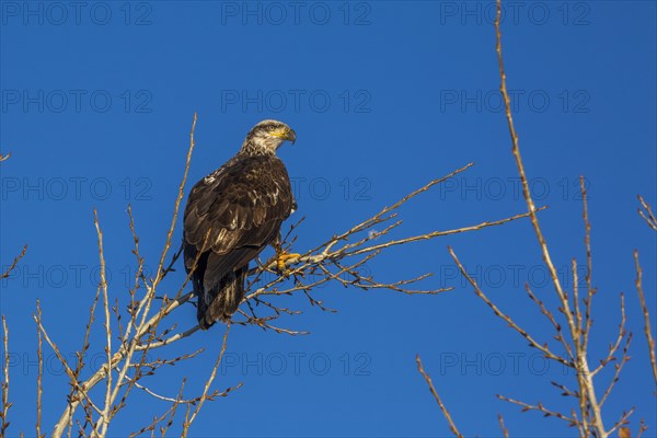 Eagle perching in bare tree