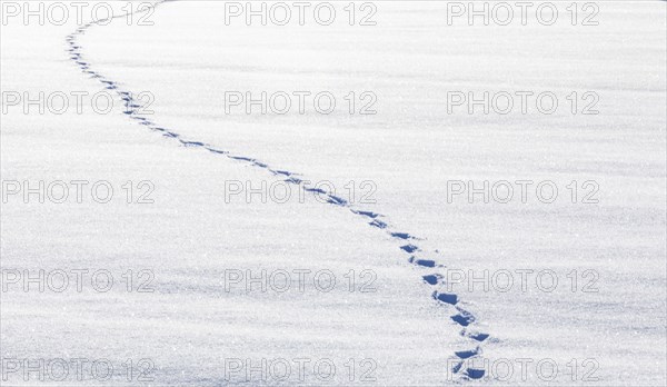 Footprints in snow