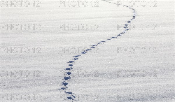 Footprints in snow