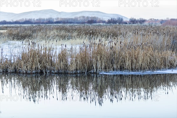 Reeds and stream during winter