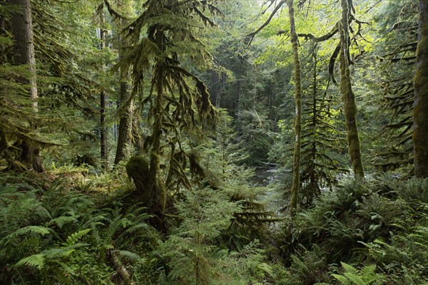 Mount Hood National Forest in yregon, USA