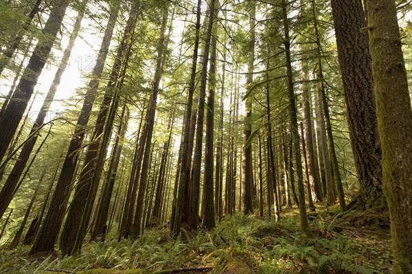 Pine trees in Mount Hood National Forest, yregon