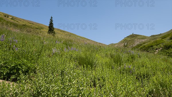 Mount Hood National Forest in yregon, USA