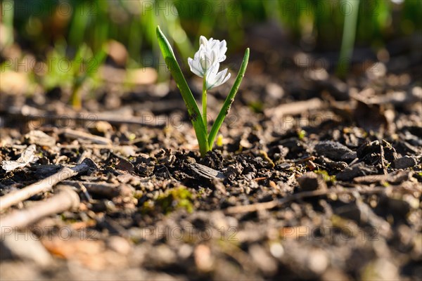 Small spring flower bud growing from dirt