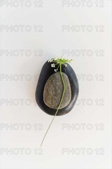 Composition of two stones and Queen Annes Lace (Daucus carota) flower on white background