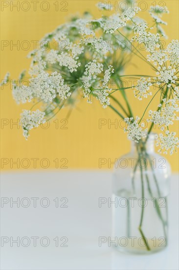 Bouquet of Queen Annes Lace (Daucus carota) flowers in glass vase