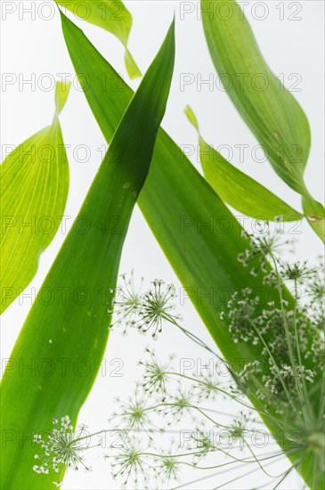 Composition of green leaves and Queen Annes Lace (Daucus carota) flowers in bright light