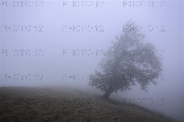 Ukraine, Zakarpattia region, Carpathians, Borzhava, Hillside mountain Munchel, Lonely tree in morning mist