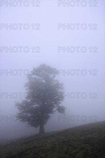 Ukraine, Zakarpattia region, Carpathians, Borzhava, Hillside mountain Munchel, Lonely tree in morning mist