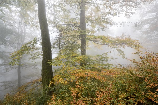 Ukraine, Zakarpattia region, Carpathians, Borzhava, Hillside mountain Munchel, Autumn woods in morning fog