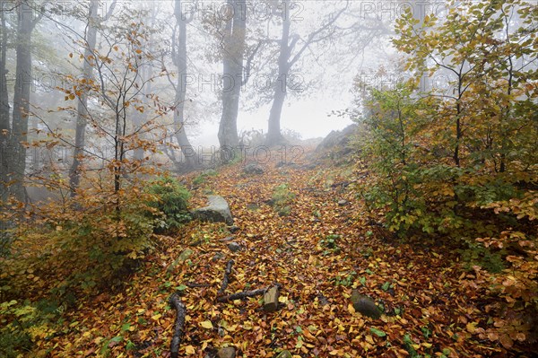 Ukraine, Zakarpattia region, Carpathians, Borzhava, Hillside mountain Munchel, Path leading across autumn woods in morning fog