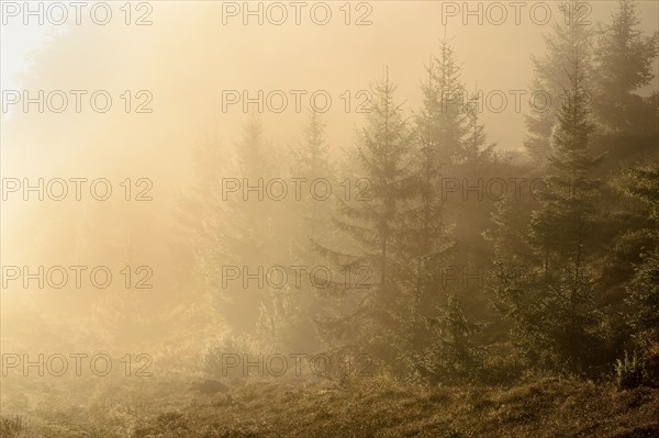 Ukraine, Zakarpattia region, Carpathians, Borzhava, Pryslip Pass, Coniferous forest in morning fog
